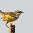 Prinia à ventre jaune