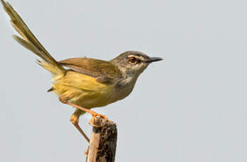 Prinia à ventre jaune