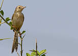 Prinia aquatique