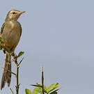 Prinia aquatique