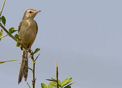 River Prinia