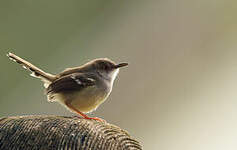 Prinia bifasciée