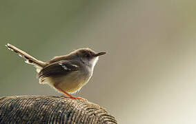 Bar-winged Prinia