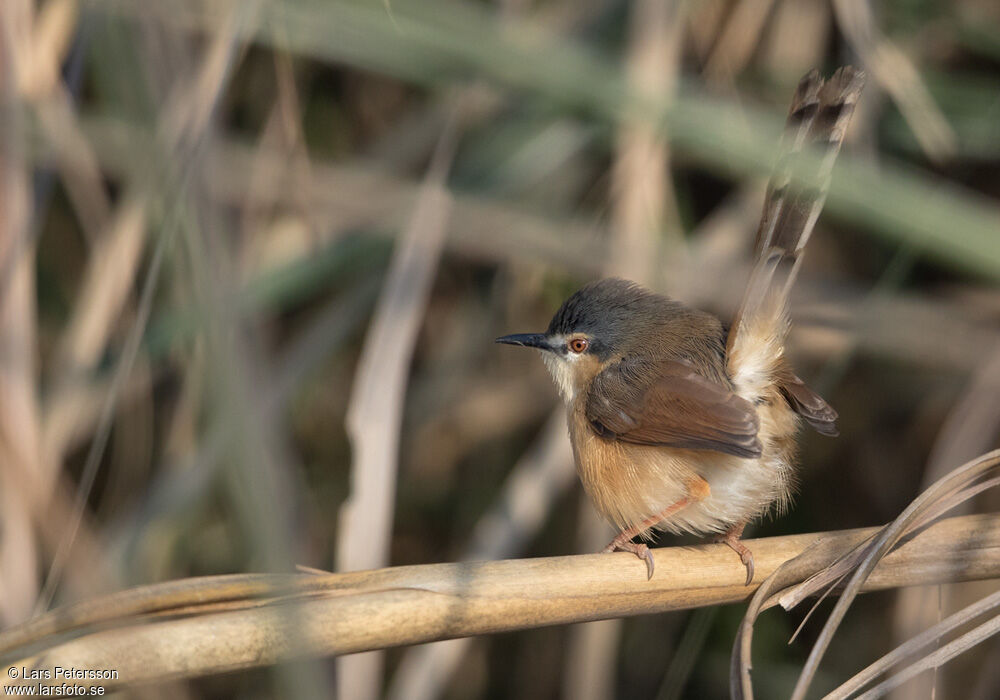 Ashy Prinia