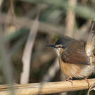 Prinia cendrée