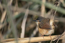 Prinia cendrée