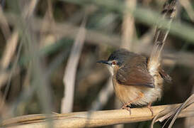 Ashy Prinia