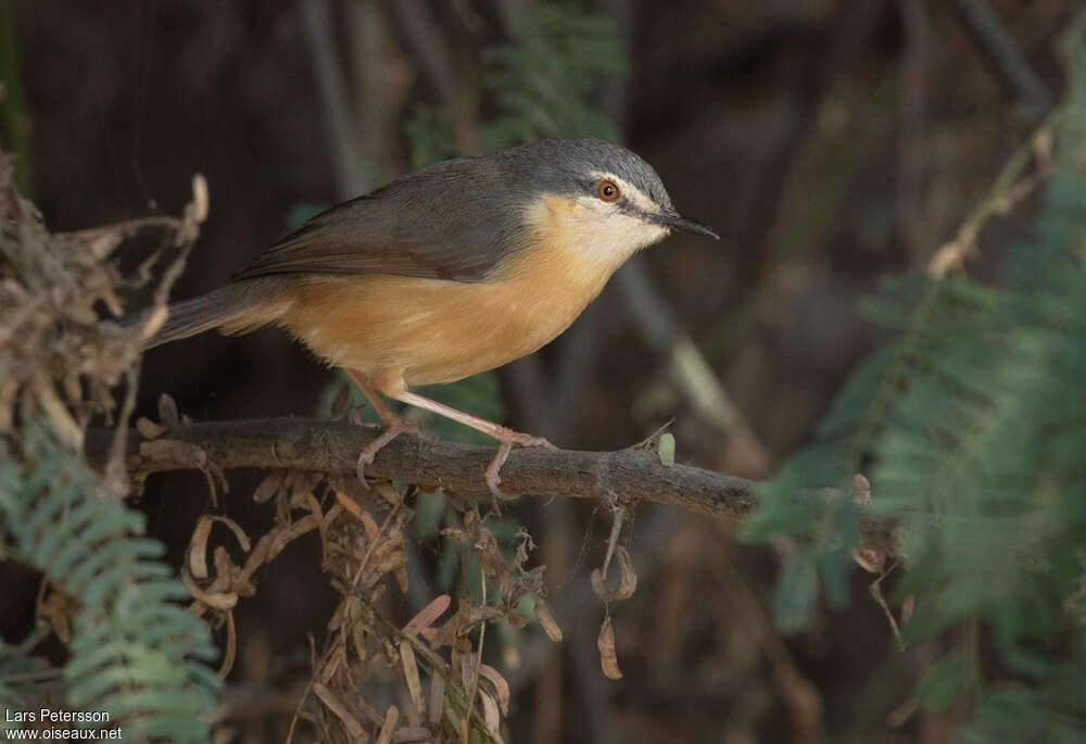 Prinia cendréeadulte, identification