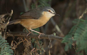 Prinia cendrée