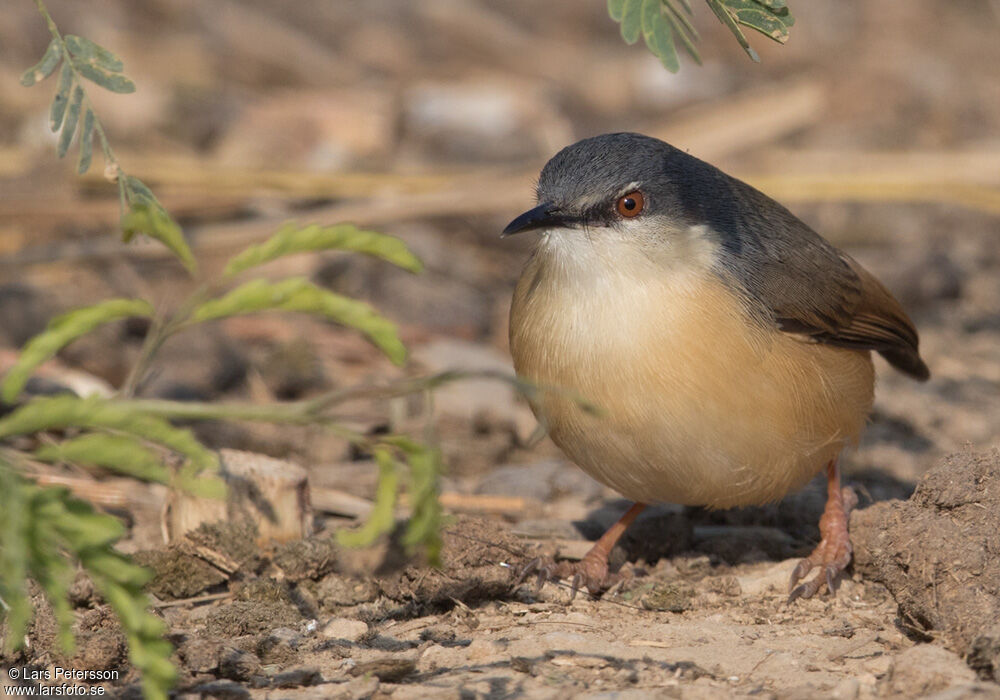 Ashy Prinia