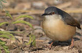 Prinia cendrée