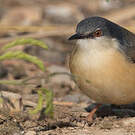 Prinia cendrée