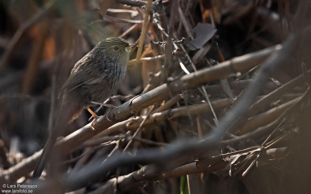 Rufous-vented Grass Babbler