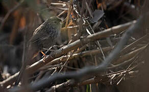 Prinia de Burnes