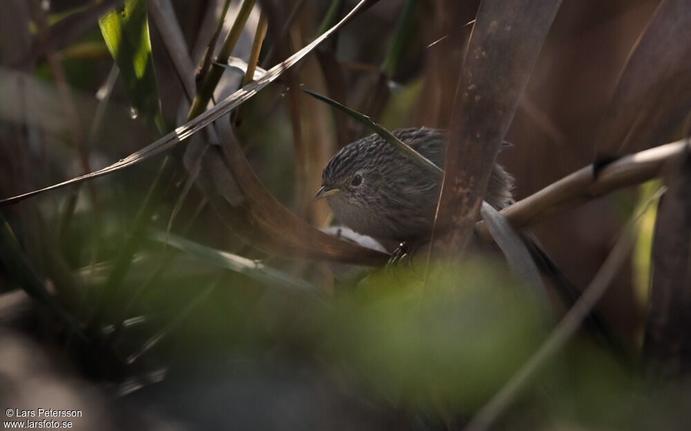 Prinia de Burnes