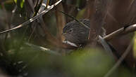 Prinia de Burnes