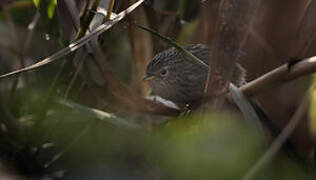 Rufous-vented Grass Babbler