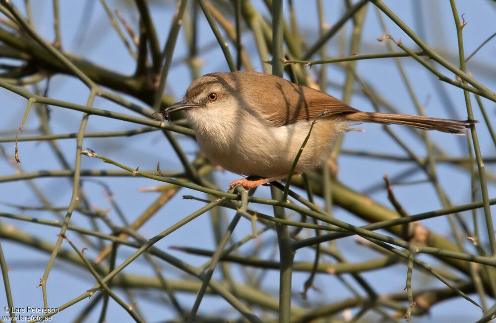 Grey-breasted Prinia