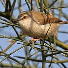 Prinia de Hodgson