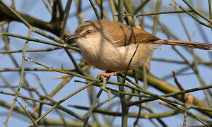 Grey-breasted Prinia