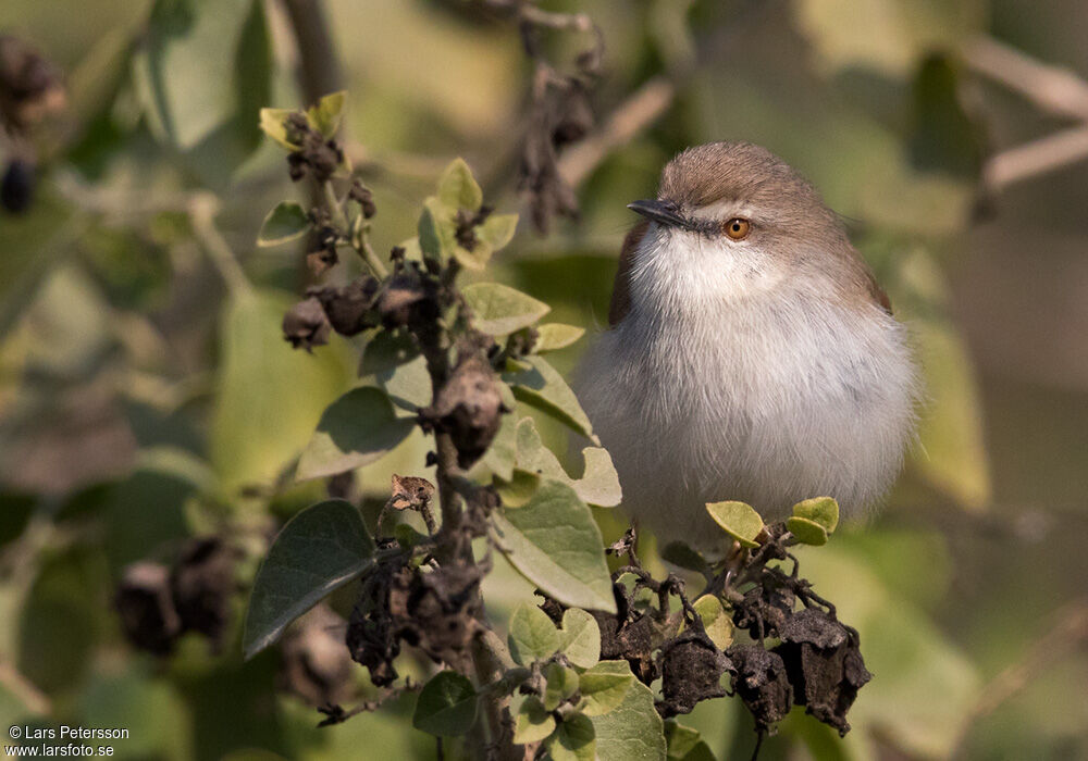 Grey-breasted Prinia