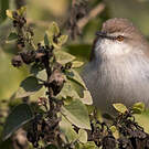 Prinia de Hodgson
