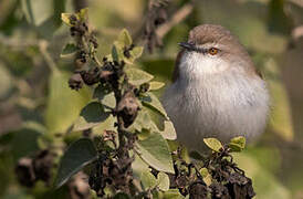 Grey-breasted Prinia