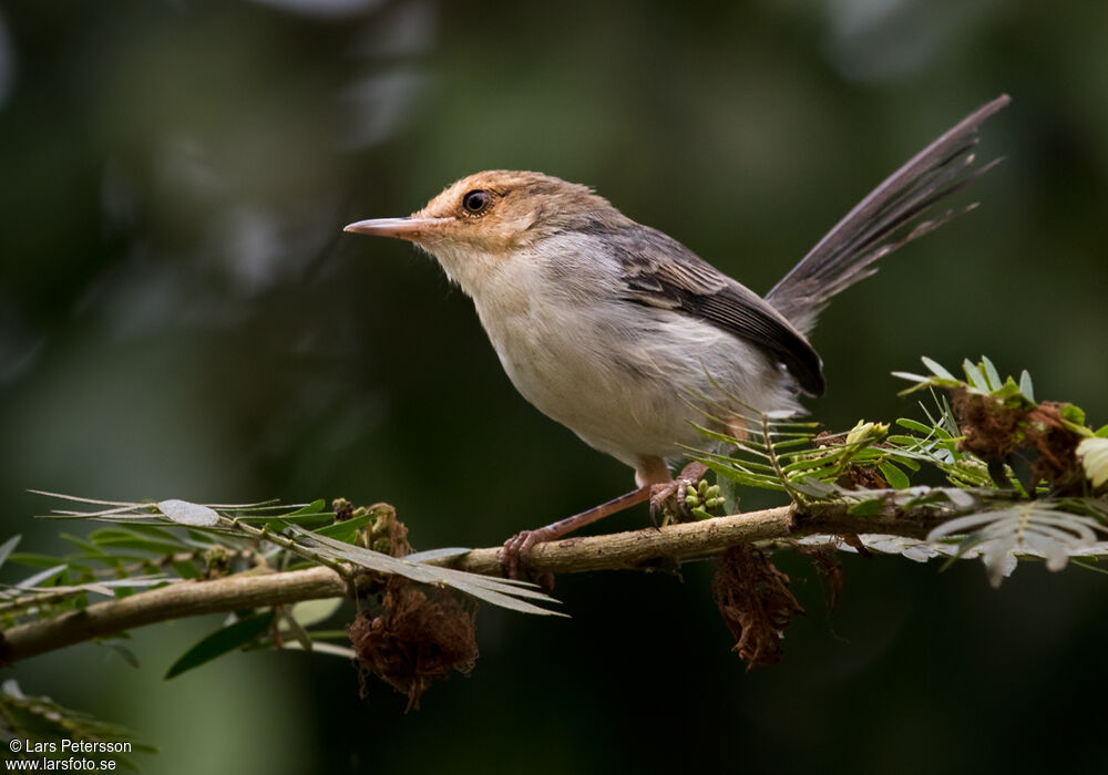 Sao Tome Prinia