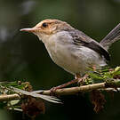 Prinia de São Tomé