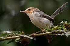 Prinia de São Tomé