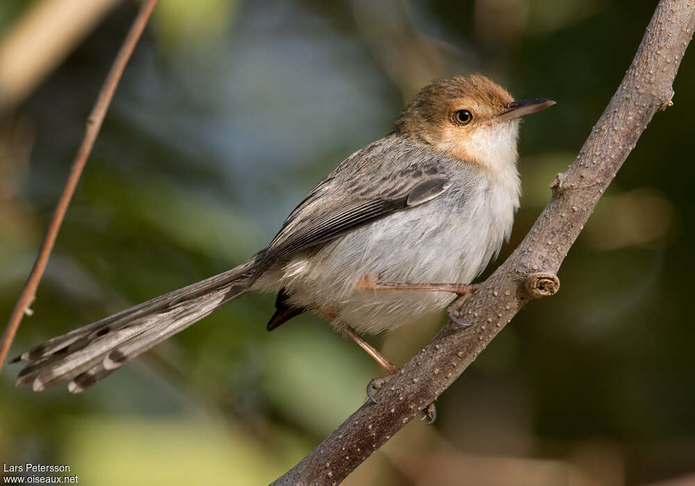 Prinia de São Toméadulte, identification