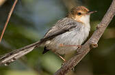 Prinia de São Tomé