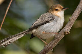 Sao Tome Prinia