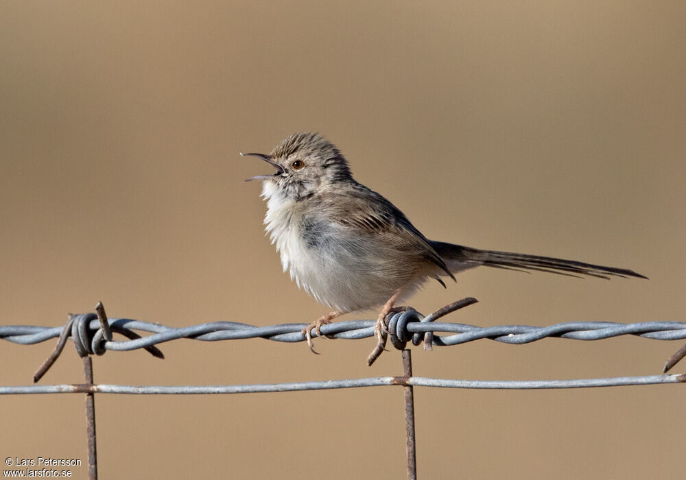 Delicate Prinia