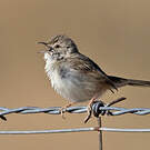 Prinia délicate