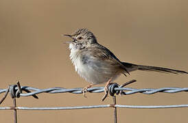 Prinia délicate