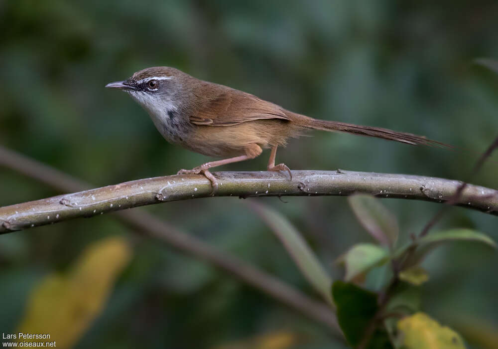 Prinia des collinesadulte, portrait, pigmentation