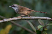 Prinia des collines