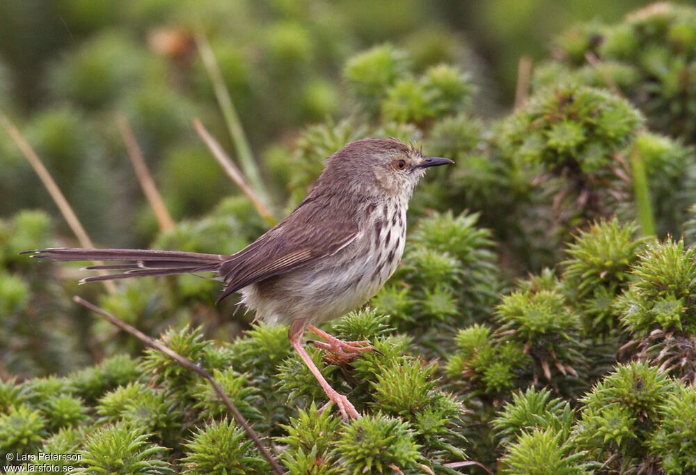 Karoo Prinia