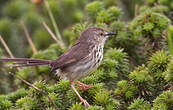 Prinia du Karroo