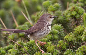 Karoo Prinia