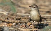 Prinia forestière