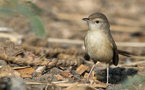 Jungle Prinia