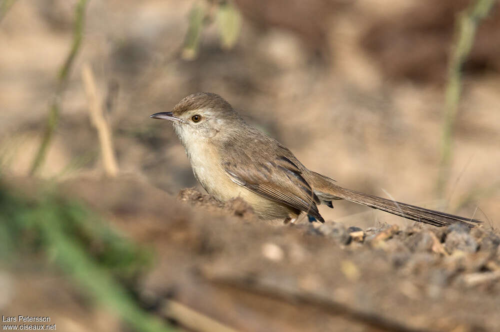 Jungle Priniaadult, identification