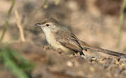 Prinia forestière