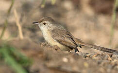 Prinia forestière