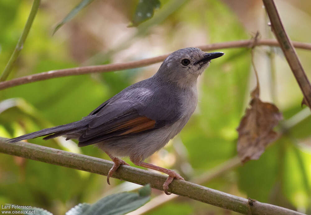 Prinia griseadulte, identification