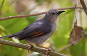 Prinia grise
