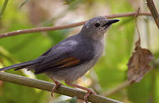 Prinia grise