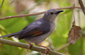 Red-winged Grey Warbler